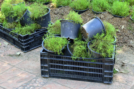 Ornamental Plants In the Plant Basket の写真素材