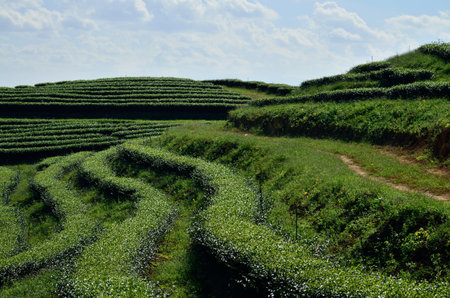 Tea plantation on the hill slopes, Chiang Rai Province, Northern Thailand