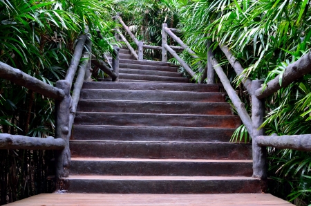 The cement staircase corridor with side fence around the cycads tree garden at Mae Fah Luang Arboretum Chiang Rai province northern of Thailand の写真素材