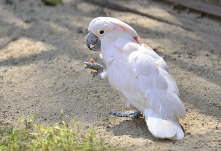 Cute White Cockatoo Parrot Bird 