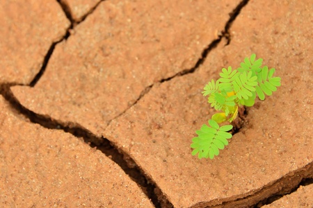 A small young plant growing on soil background の写真素材