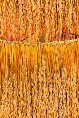 Pattern of rice spike の写真素材