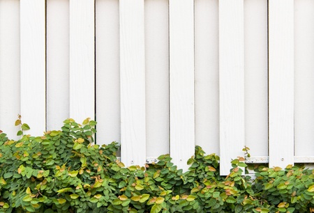 White wooden wall with green leaf の写真素材