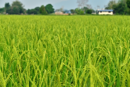 Green rice fields in northern thailand の写真素材