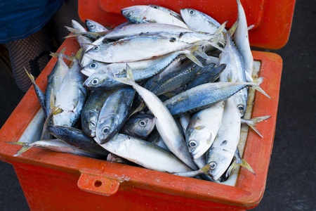 Raw mackerels in the box の写真素材
