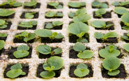 Plants Sprouting in Trays の写真素材