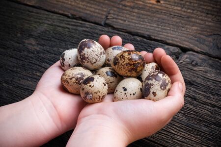 Quail eggs in children hands.の写真素材