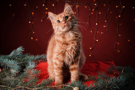 Orange cat looking away on a red pillow, in a Christmas scenario.の写真素材