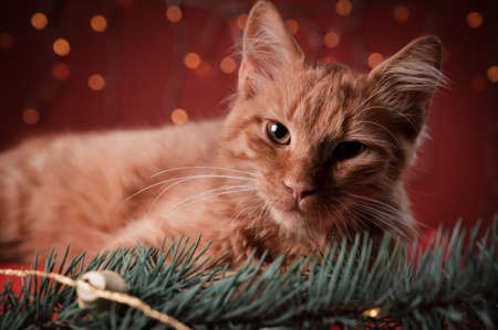 Orange cat laying and looking into the camera on a red pillow, in a Christmas scenario.の写真素材