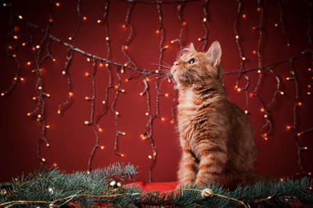 Orange cat looking away on a red pillow, in a Christmas scenario.の写真素材