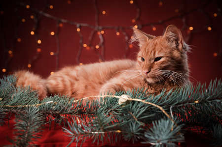 Orange cat laying and looking away on a red pillow, in a Christmas scenario.の写真素材