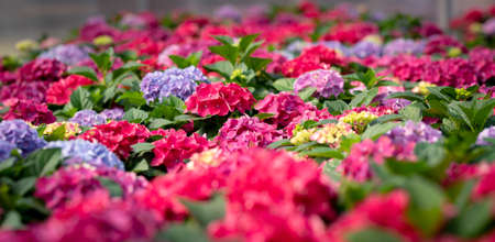 Cropped image of colorful flowers in a sunny greenhouseの写真素材