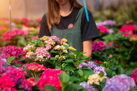 Cropped portrait of young female gardener selecting flowers in the sunny greenhouse.の写真素材