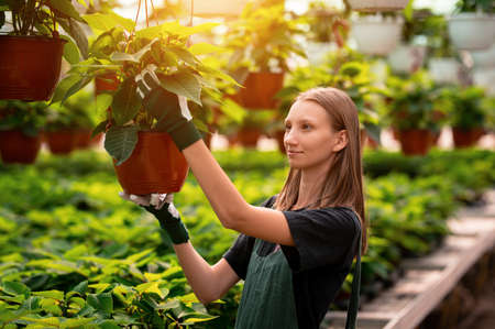 Young female gardener selecting flowers in the sunny greenhouseの写真素材