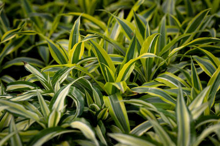 Cropped image of colorful plants in a sunny greenhouseの写真素材