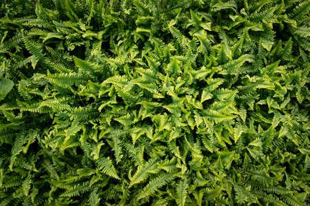Top view image of colorful plants , ferns in a sunny greenhouseの写真素材