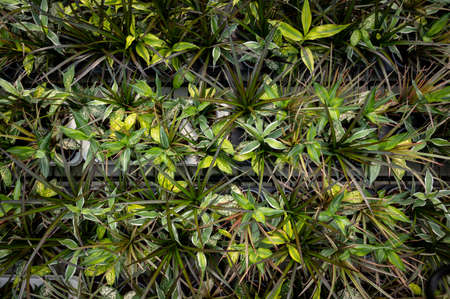 Top view image of colorful plants in a sunny greenhouseの写真素材