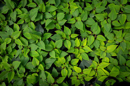 Top view image of colorful plants , young poinsettias in a sunny greenhouseの写真素材