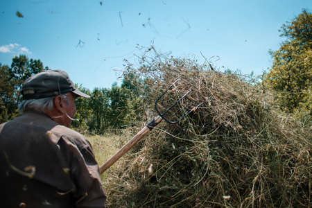 Old farmer making a haystack with a pitchfork for the winter on a sunny day in autumn. Agricultural work. Hay harvesting.の写真素材