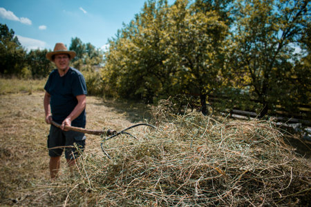 Middle-aged farmer making a haystack with a pitchfork for the winter on a sunny day in autumn....