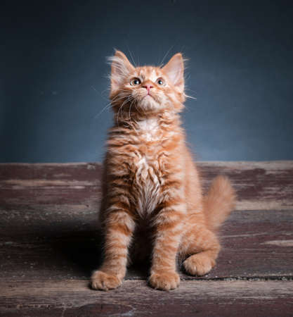 Image of an orange siberian kitten sitting on a wooden table looking up.の写真素材