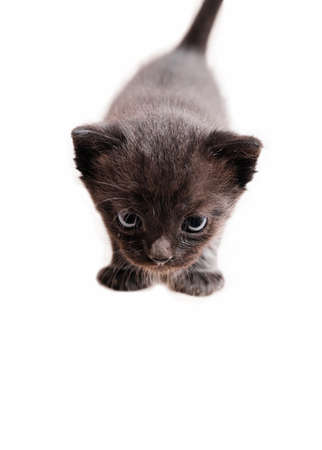 Writeable photo with a black kitten isolated on white background looking away.の写真素材