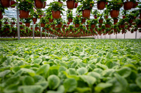 Green plants growing in a sunny greenhouse. Horticulture. Selective focusの写真素材