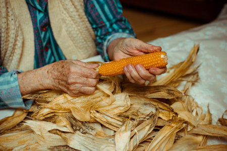 Cropped image of an old lady peeling and selecting with hands corn on a table surrounded by corn peel. Agriculture work.の写真素材