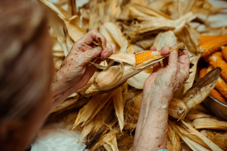 Cropped image of an old lady peeling and selecting with hands corn on a table surrounded by corn peel. Agriculture work.の写真素材