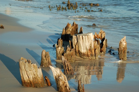 Carabelle Beach, FL Old Cypress Trees now drift woodの写真素材