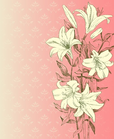 Drawn lily on pink backgroundのイラスト素材