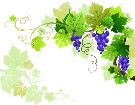 Grapesのイラスト素材