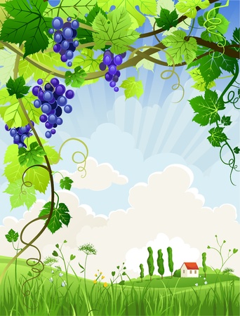 Beautiful landscape with a vineyard with space for text  のイラスト素材