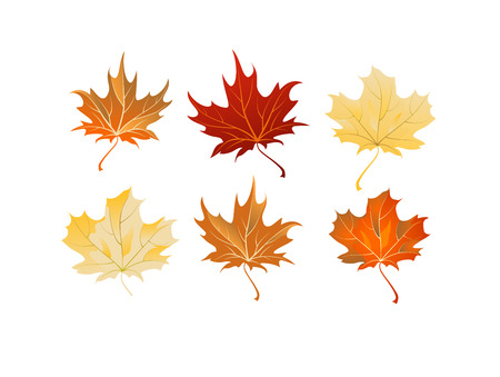 Maple leaves setのイラスト素材
