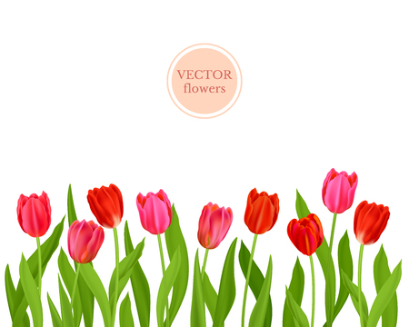 Isolated tulips flowers Vector illustration.のイラスト素材