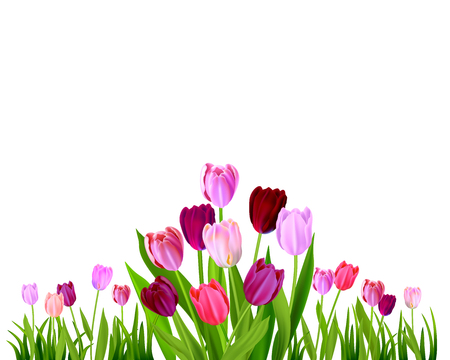 Isolated Tulip spring banner Vector illustration.のイラスト素材