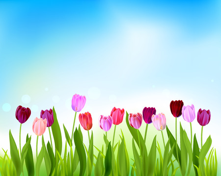 Tulip spring banner cardのイラスト素材