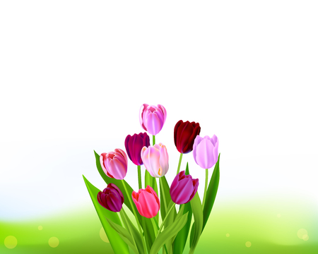 Background Tulip spring bannerのイラスト素材