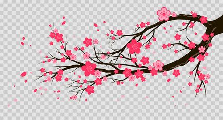 Spring pink blooming cherry or sakura branch and flying petals. Seasonal symbol isolated on a transparent backgroundのイラスト素材