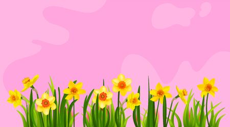 Blooming daffodils on pink abstract background. Spring nature holiday banner with place for text.のイラスト素材