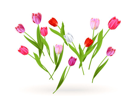 Blossom tulips nature conceptのイラスト素材