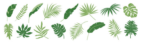 Tropical leaves vector set. Palm leaf, banana leaves, coconut leaf, monstera, fern and Jungle leavesのイラスト素材