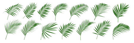 Set of palm leaf and coconut leaf vector illustratorのイラスト素材