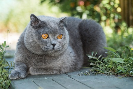 Grey british cat lying in the green grass, background, cute funny cat close up, young playful cat on a bed, domestic cat, relaxing cat, cat resting, cat playing at home, elegant catの写真素材