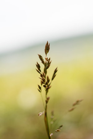 Shadow of grasses and wild flowers under the sun of dawn, color effect image
