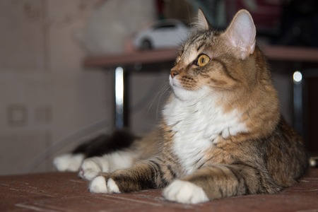 fluffy gray beautiful  kitten, breed scottish-straight,  play upright  on grey-blue backgroundの写真素材