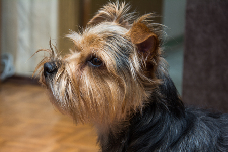 portrait of Yorkshire terrier, green grassの写真素材
