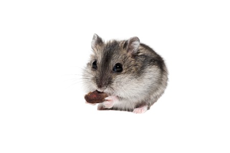 Close-up face Djungarian hamster on white background.の写真素材