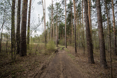 road through a scary forest at summer near resting place.の写真素材