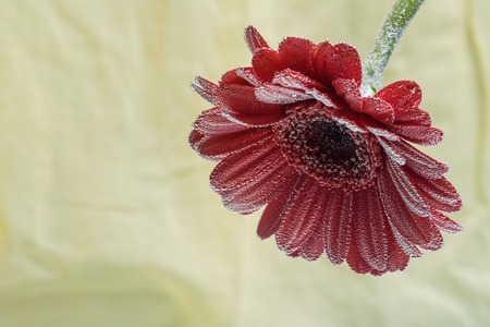 Postcard red gerbera flower closeup with water drops. soft yellow background.の写真素材